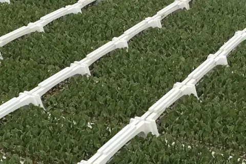 Rzędy młodych roślin, prawdopodobnie buraków, w szklarni. Białe, plastikowe elementy systemu verimark dzielą plantację na sekcje.