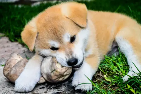 Co lubi jeść akita - najlepsze jedzenie, które zachwyci twojego psa