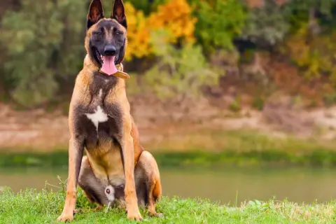 Un majestuoso malinois perro sentado en la hierba, con la lengua fuera y el fondo de un lago y árboles otoñales.
