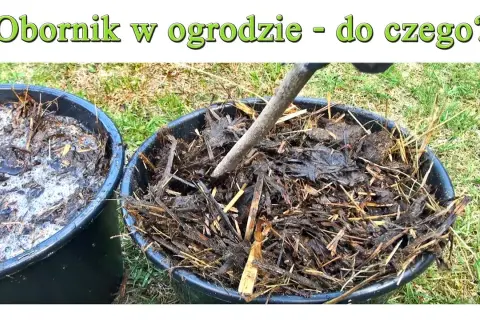 Nawóz owczy do czego? Zastosowanie i korzyści dla Twojego ogrodu
