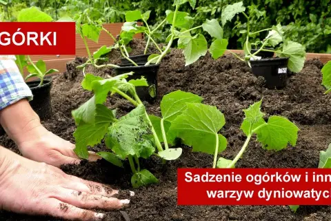 Sadzenie ogórków do gruntu: Sekret obfitych plonów krok po kroku