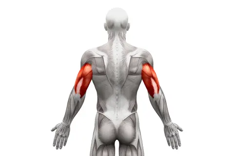 Widok z tyłu na ludzkie ciało z zaznaczonymi na czerwono mięśniami triceps.