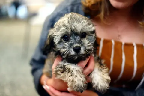 Uroczy szczeniak, czy shih tzu ma włosy? Tak, ten maluch ma mnóstwo puszystych włosów, które sprawiają, że wygląda jak mała chmurka.