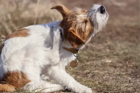 Ein Hund kratzt sich am Ohr, vielleicht wegen Milben. Ivermectin könnte helfen.