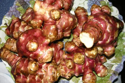 Topinambur appena raccolti, con la loro buccia rossastra e nodosa, pronti per essere cucinati.