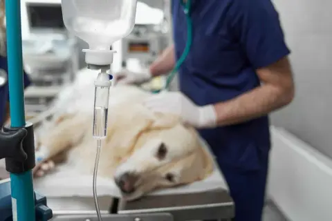 Perro recuperándose en clínica veterinaria, con suero y veterinario vigilando posibles efectos secundarios después de la anestesia en perros.