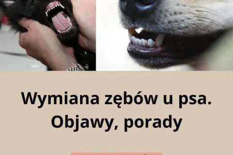 Kiedy szczeniakowi wypadają zęby? Sprawdź, co musisz wiedzieć o wymianie zębów