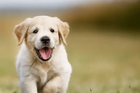 Ile karmy dla szczeniaka golden retriever? Kluczowe informacje o dawkowaniu.