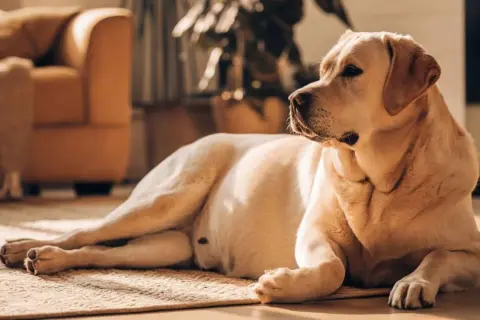 Labrador dorado descansando en alfombra. ¿Como saber si mi perra está embarazada? Observa cambios en su comportamiento y apetito.