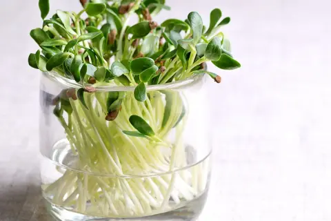 Frische Sprossen ziehen in einem Glas. Zarte grüne Blätter und weiße Wurzeln wachsen im Wasser.