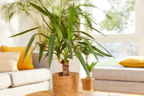 Un élégant yucca d'intérieur, avec ses longues feuilles vertes, trône sur une table basse en bois. Derrière, un canapé confortable et des coussins jaune vif créent une ambiance chaleureuse.