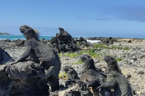 Galapagos wycieczka cena: morskie legwany wygrzewają się na skałach, w tle ocean i wyspy. Niezapomniane wrażenia z podróży.
