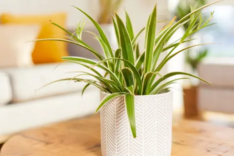Un chlorophytum comosum, plante araignée aux feuilles vertes et blanches, trône dans un pot décoratif sur une table en bois.
