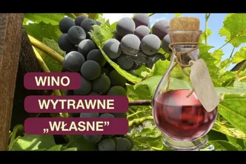Jak zrobić wino wytrawne z winogron krok po kroku bez błędów