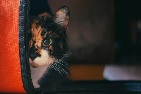 Trójkolorowy kot spogląda z pomarańczowego transportera.