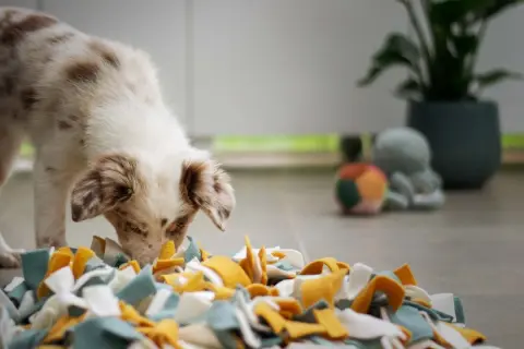 A fluffy puppy with brown spots intently sniffs a colorful snuffle mat, engaging in nosework for dogs.