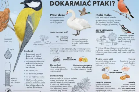 Czy ptaki jedzą ostropest? Superżywność dla zdrowia i energii!
