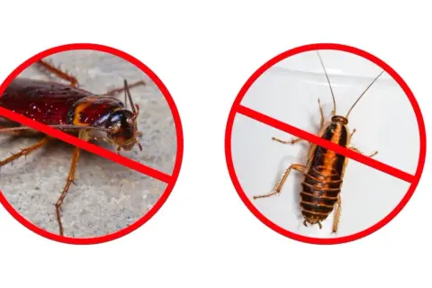 Dwa karaluchy w czerwonych kółkach z przekreśleniem. Skuteczna walka z insektami dzięki deltametrynie.