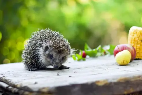 7 skutecznych sposobów jak zwabić jeża do ogrodu i cieszyć się jego obecnością
