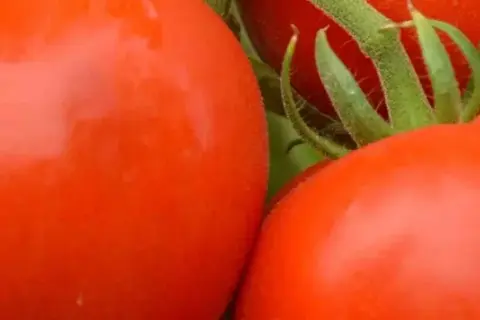 Co ile sadzić pomidory, aby uniknąć błędów w uprawie?