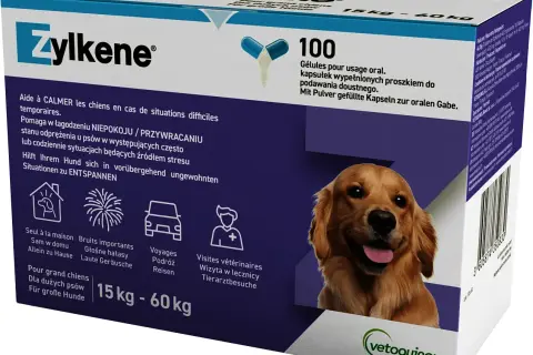 Jakie leki na uspokojenie dla psa pomogą w walce z lękiem?