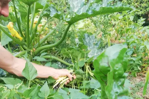 Un homme récolte des haricots verts dans un potager luxuriant. Il est en train de planter des haricots verts pour la prochaine récolte.