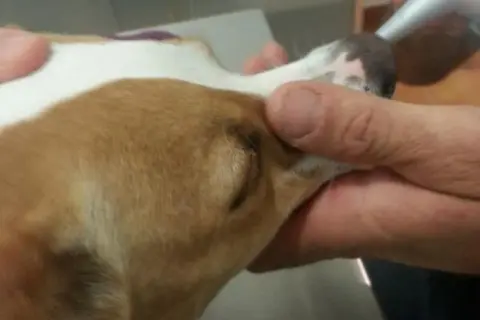 ¿Es peligroso sedar a un perro? Riesgos y consideraciones clave