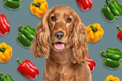 A cute dog with its tongue out, surrounded by colorful bell peppers. This image makes you wonder, can dogs eat green peppers?