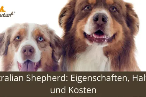 Zwei Australian Shepherds, ein Blick auf ihre Bedeutung und Eigenschaften.