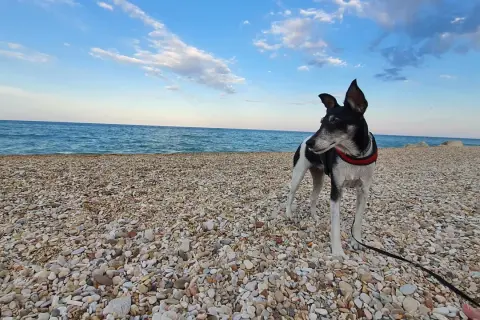 Cane nero e bianco su una spiaggia di ciottoli, con il mare blu e il cielo sereno sullo sfondo. Un luogo ideale per le spiagge per cani nelle Marche.