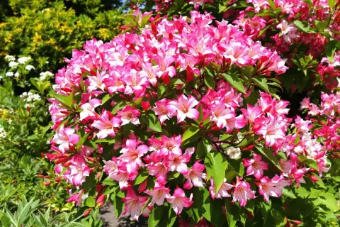 Gros plan sur un buisson de lauriers-roses roses et blancs en pleine floraison.