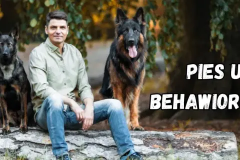 Mężczyzna z dwoma owczarkami niemieckimi siedzi na pniu. Kto to behawiorysta? Pomaga psom zrozumieć świat.