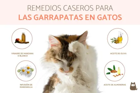 Gato con remedios caseros para quitar garrapatas: vinagre, manzanilla, aceite de oliva y almendras.