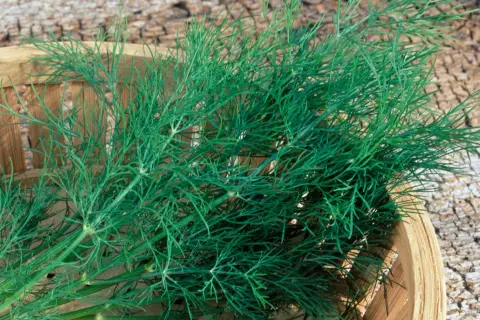 Frischer Dill in einem Holzkörbchen. So schneidet man Dill: die feinen grünen Zweige sind bereit für die Küche.