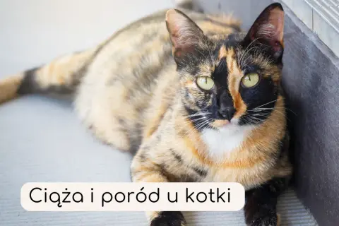 Po czym poznać, że kotka jest w ciąży? Objawy, które musisz znać