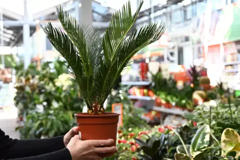 Dłoń trzymająca doniczkę z młodą palmą w centrum handlowym z roślinami.