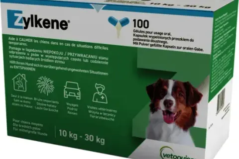 Leki dla psa: Gdzie kupić legalnie? Uniknij toksycznych pomyłek!