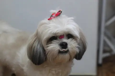 Uroczy shih tzu z kokardką na głowie i błyszczącym zdobieniem na czole. Długowieczność tych psów, czyli ile żyją shih tzu, zależy od wielu czynników.