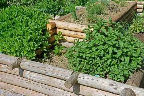 Bujna, zielona mięta rośnie w drewnianej skrzyni na zioła.