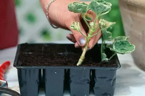 En hand planterar en stickling i en såbrätte. Nu är det dags att ta sticklingar för att föröka dina växter.