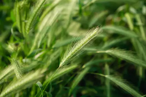 Zielone kłosy pszenicy, badane pod kątem parametrów pszenicy konsumpcyjnej, na tle rozmytego pola.