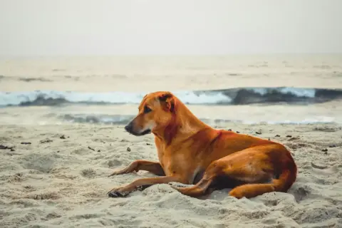 Brązowy piesek odpoczywa na piaszczystej plaży, ciesząc się wakacjami nad morzem.
