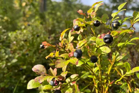 Reife Blaubeeren am Strauch. Der ideale Blaubeeren Standort im Wald, sonnig und mit Moos bewachsen.