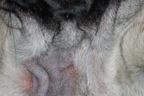 Nahaufnahme der Hautfalten eines Hundes, die gerötet und gereizt sind, möglicherweise durch Demodexmilben im Auge oder auf der Haut.