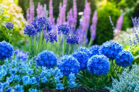 Un parterre de jardin baigné de soleil, où une **fleur bleue** ronde et éclatante côtoie d'autres fleurs bleues plus délicates et des épis violets en arrière-plan.