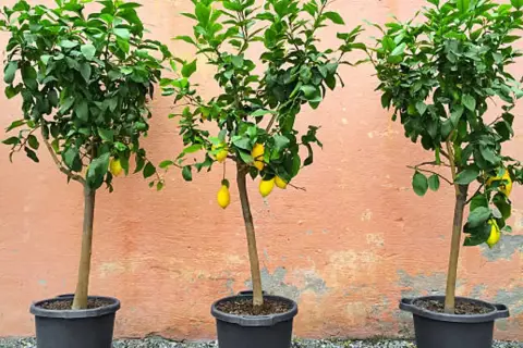 Tres pequeños árboles de limón en macetas negras, con limones amarillos colgando de sus ramas, frente a una pared de color salmón.