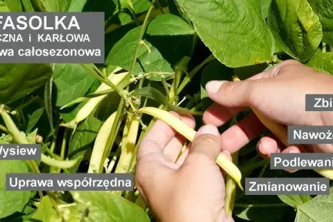 Jak kwitnie fasola i jak zapewnić jej obfite kwitnienie?