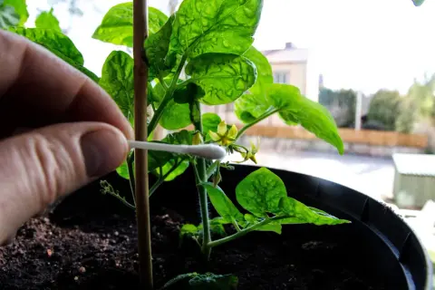 Handen hjälper till att pollinera en ung chiliplanta med en tops. Snart är det dags att plantera chili utomhus.