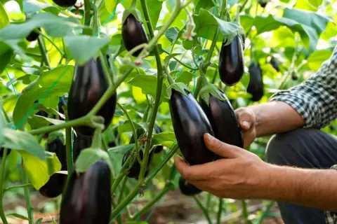 Hände prüfen reife Auberginen an der Pflanze. Die Erntezeit für das Aubergine pflanzen ist gekommen.