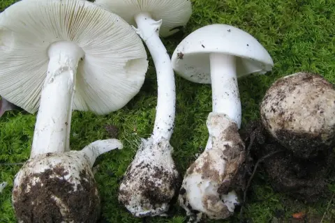 Varias setas blancas grandes, algunas con el sombrero abierto mostrando las láminas, otras cerradas y una en forma de bola, cubiertas de tierra y musgo.